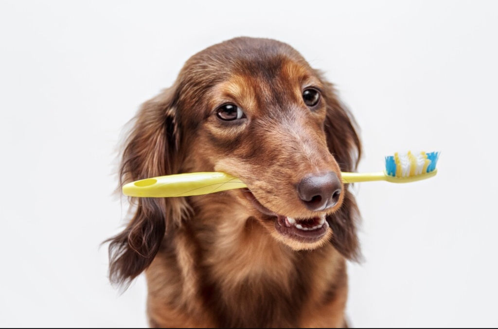 Cuidado dental en mascotas